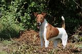 FOX TERRIER POIL LISSE 199